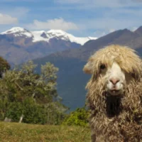 Lohana Monaco - Trilha-Salkantay - Llactapata